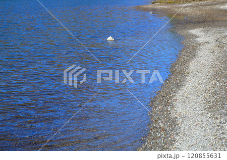 赤城小沼　岸辺　湖畔の風景 120855631