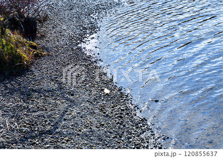 赤城小沼　岸辺　湖畔の風景 120855637