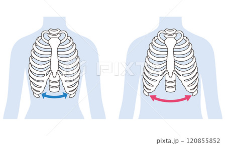 開いた肋骨 閉じた肋骨 開いた肋骨 閉じた肋骨 120855852