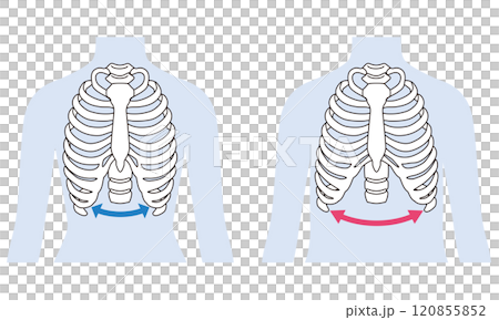 開いた肋骨 閉じた肋骨 開いた肋骨 閉じた肋骨 120855852