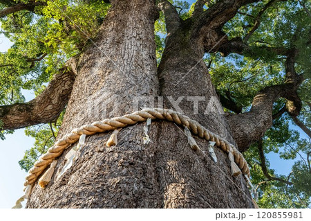 しめ縄のある大木 120855981