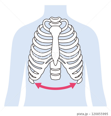 開いた肋骨　閉じた肋骨 120855995