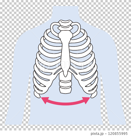 開いた肋骨　閉じた肋骨 120855995