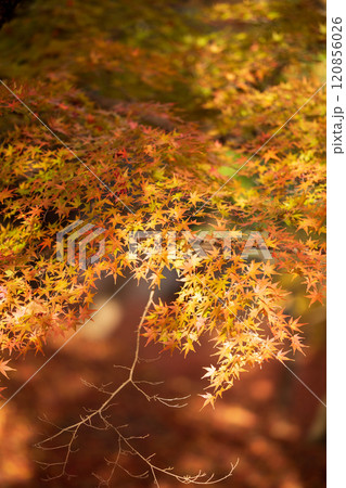 美しい岩手の紅葉 120856026