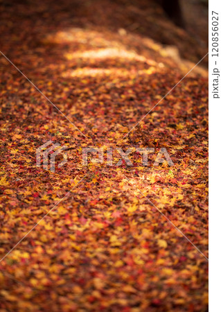 美しい岩手の紅葉 120856027