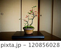 盆栽（南天） 120856028