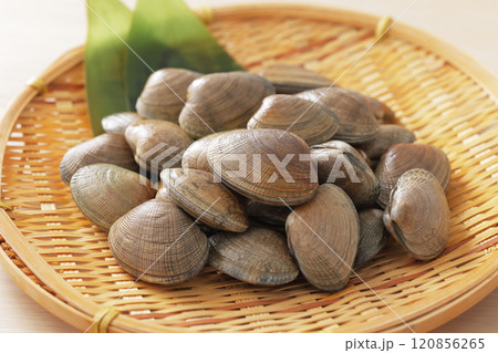 あさり あさり 120856265