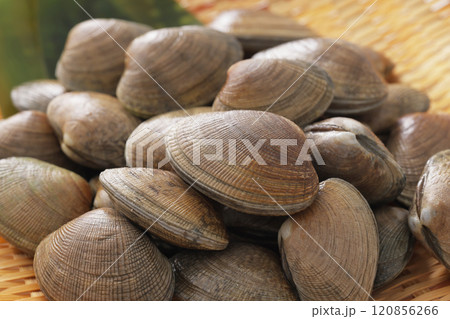 あさり あさり 120856266