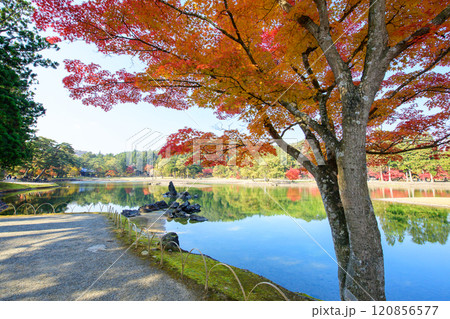 秋の毛越寺浄土庭園 大泉が池と池中立石 岩手県 秋の毛越寺浄土庭園 大泉が池と池中立石 岩手県 120856577