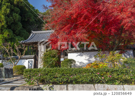 秋の京都　正伝寺　紅葉に包まれた山門 120856649