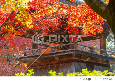 秋の京都 正伝寺 紅葉に包まれた鐘楼 秋の京都 正伝寺 紅葉に包まれた鐘楼 120856658