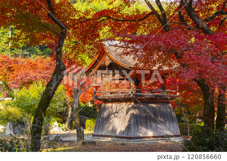 秋の京都　正伝寺　紅葉に包まれた鐘楼 120856660