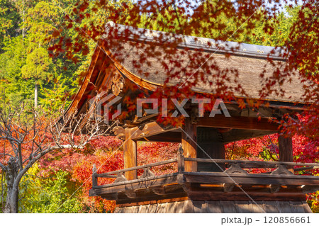 秋の京都　正伝寺　紅葉に包まれた鐘楼 120856661