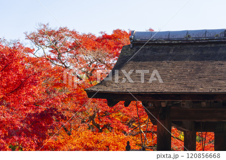 秋の京都 正伝寺 紅葉に包まれた鐘楼 秋の京都 正伝寺 紅葉に包まれた鐘楼 120856668