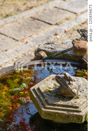 秋の京都　正伝寺　石水鉢とカエルの置物 120856673