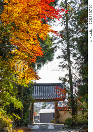 秋の京都　正伝寺　紅葉に包まれた山門 120856716