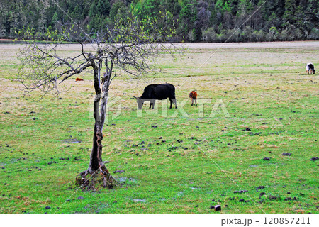 中国　雲南省　シャングリラ高原　壁塔海　湖畔の放牧地 120857211