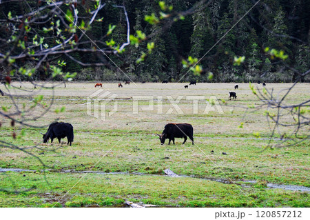 中国　雲南省　シャングリラ高原　壁塔海　湖畔の放牧地 120857212