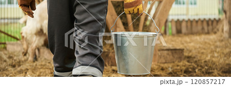 Carrying bucket with food for cattle 120857217