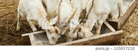 Eating from mangers at livestock farm Eating from mangers at livestock farm 120857218