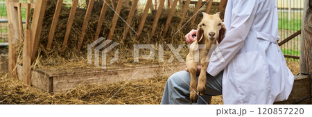 Vet examining goat with stethoscope Vet examining goat with stethoscope 120857220