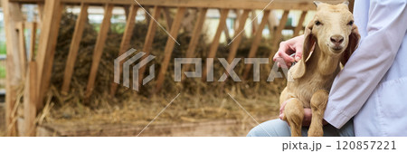 Cute goat on knees of young veterinarian 120857221