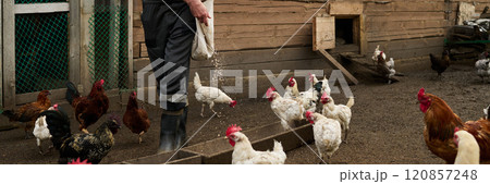 Feeding hens by wooden coop in the yard 120857248