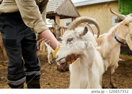 Farmer taking care of domestic animal 120857352