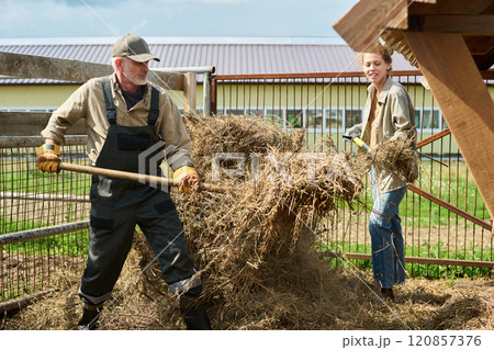 Heaping fresh hay into wooden feeder 120857376