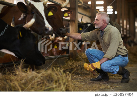 Mature owner of dairy farm touching cow 120857404