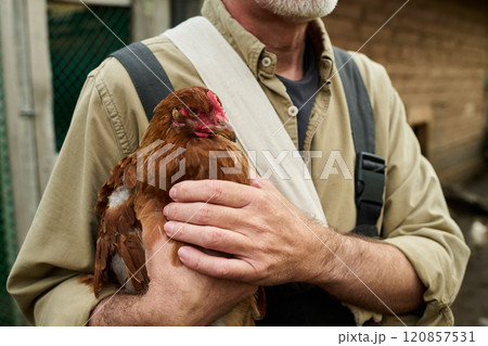 Brown bred chicken in farmer hands Brown bred chicken in farmer hands 120857531