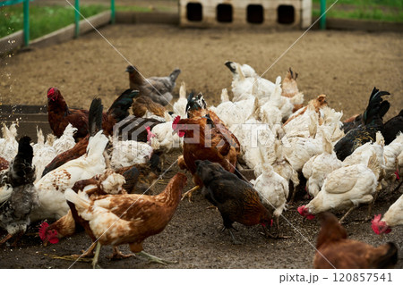 Group of chickens pecking poultry feed 120857541
