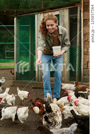 Bending over hens and feeding them Bending over hens and feeding them 120857564