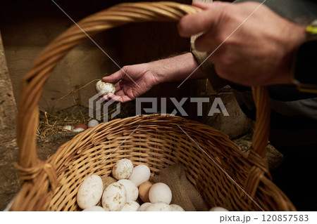 Male farmer putting fresh eggs in basket 120857583