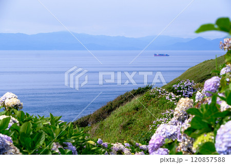 青森県、紫陽花の咲く竜飛岬から見る津軽海峡 120857588