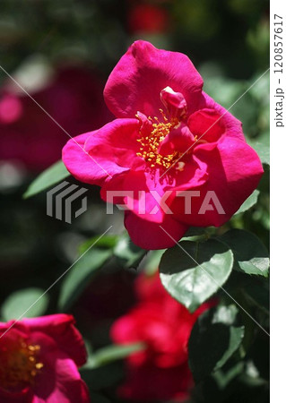 バラ 紅赤色でつる性の花 バラ 紅赤色でつる性の花 120857617