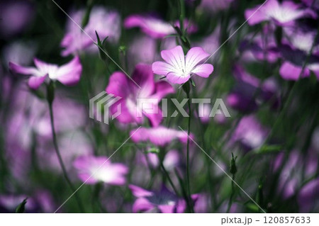 咲き揃った、ムギセンノウの花 120857633