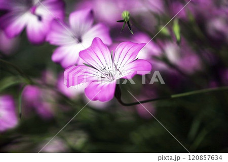 咲き揃った、ムギセンノウの花 咲き揃った、ムギセンノウの花 120857634