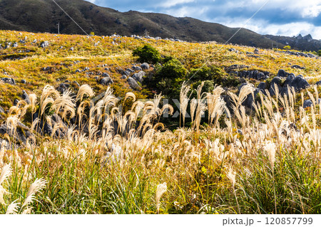 平尾台の秋景色・草紅葉　【福岡県北九州市】 120857799