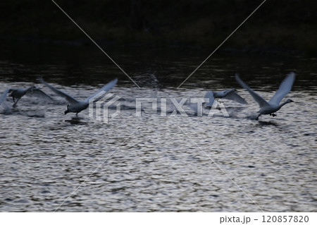 2023安曇野の白鳥 120857820