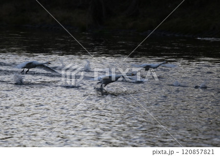 2023安曇野の白鳥 2023安曇野の白鳥 120857821