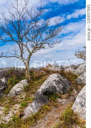 平尾台の秋景色・草紅葉　【福岡県北九州市】 120857891