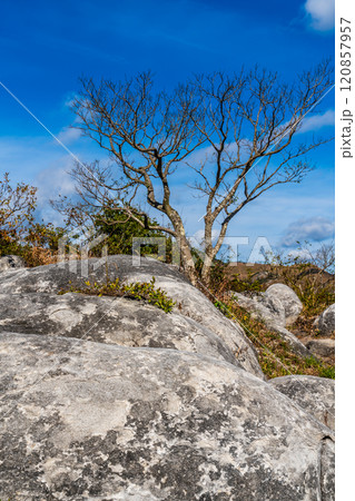 平尾台の秋景色・草紅葉 【福岡県北九州市】 平尾台の秋景色・草紅葉 【福岡県北九州市】 120857957