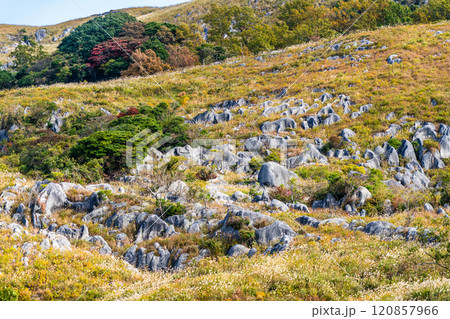 平尾台の秋景色・草紅葉　【福岡県北九州市】 120857966
