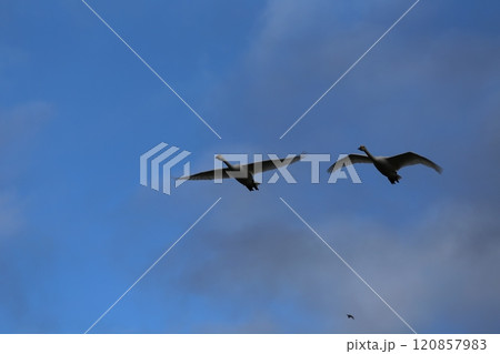 2023安曇野の白鳥 2023安曇野の白鳥 120857983