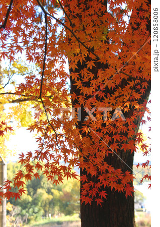 モミジの紅葉 モミジの紅葉 120858006