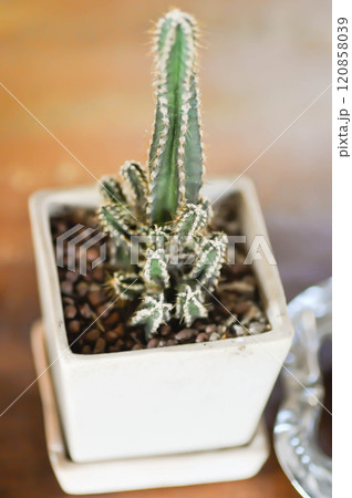 Cereus sp, Fairy Castle or Cereus peruvianus or small Fairy Castle cactus Cereus sp, Fairy Castle or Cereus peruvianus or small Fairy Castle cactus 120858039