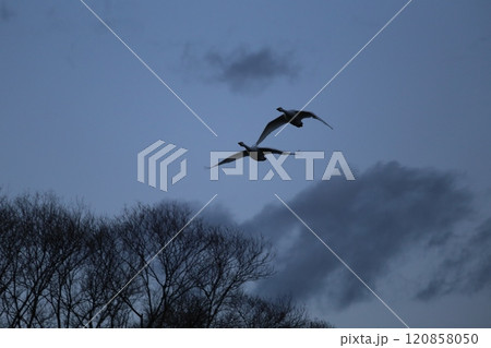 2023安曇野の白鳥 2023安曇野の白鳥 120858050