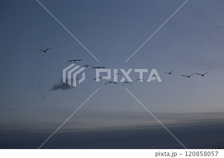 2023安曇野の白鳥 2023安曇野の白鳥 120858057