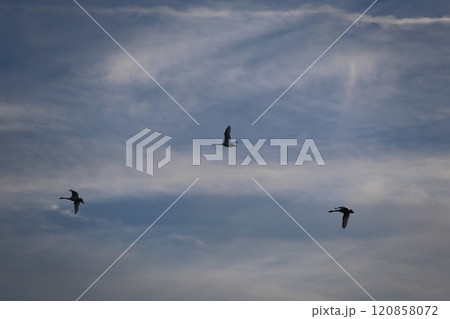 2023安曇野の白鳥 120858072